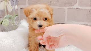 ハーフ犬の動画01