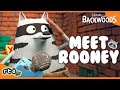 Rooney The Raccoon Reporting For Duty 🫡 Stories From Backwoods RTÉjrOfficial