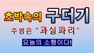 [텃밭농부.754]  호박속의 구더기 주범은 바로 이놈! #호박재배 #과실파리