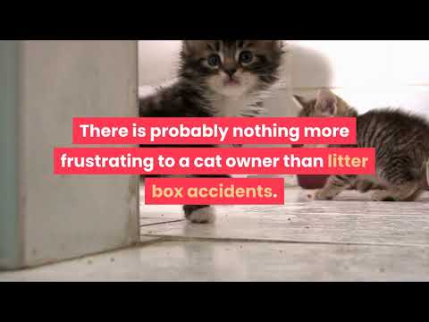 what to do about litter box accidents