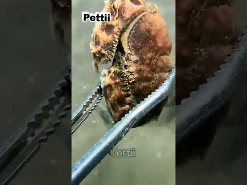 #petti #fishing #oceanlife #shorts