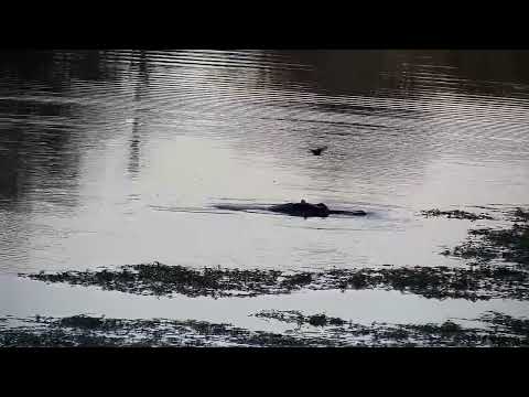 Djuma: Hippo with a couple yawns - 16:58 - 06/16/2022