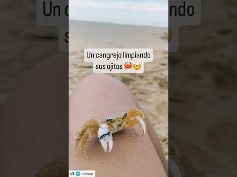 Cangrejo limpia sus ojos 🤣 |Vídeos Virales |