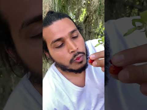 #acerola - one of the best source of Vitamin C compared to other fruits. And it tastes great.