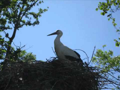 Wim Mertens - Often a bird