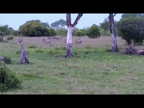 Djuma: Zebras and Impalas-one Zebra chases Impalas and calls out - 06:10 - 11/19/2022