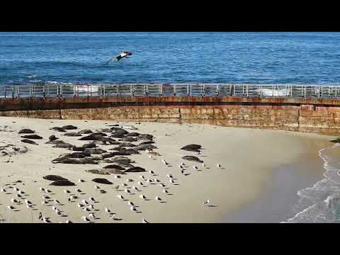 Seals at La Jolla Cove! | Calming & Relaxing