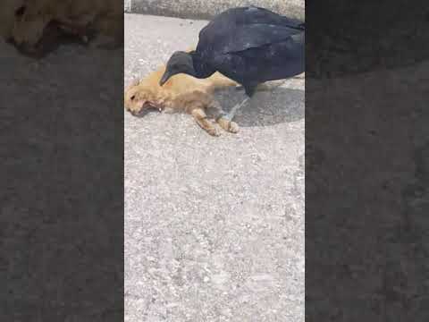 Buzzards eating dead cat (GROSS!!!)