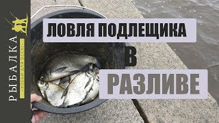 Ссылка
