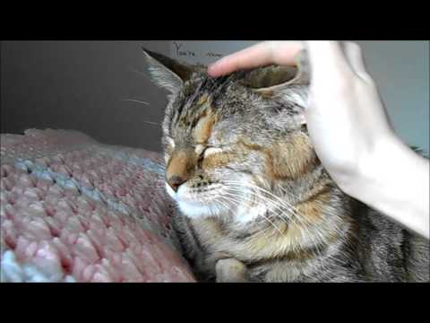 Happy Birthday to my cat, Lizzy