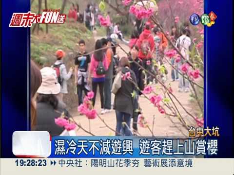 櫻花林開了!濁水巷賞櫻"粉"浪漫