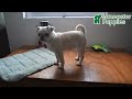 Pug dogs for sale: Rosie - Video 1