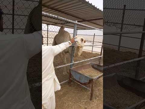 😳sehrai Kamel #new #hameed #cats #animals