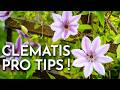How To Grow Clematis That Bloom All Summer Long
