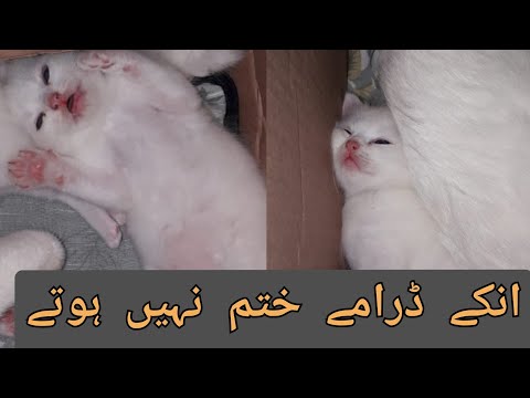 attention seeker cats|| pet animals || All in one with Wajeeha ||