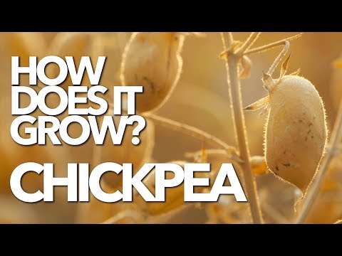 CHICKPEA | How Does it Grow? (Garbanzo) Video