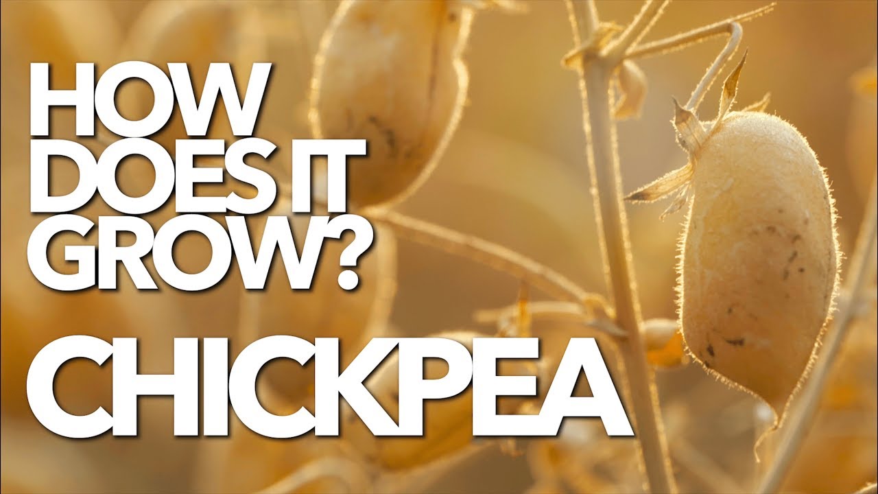 CHICKPEA | How Does it Grow (Garbanzo)