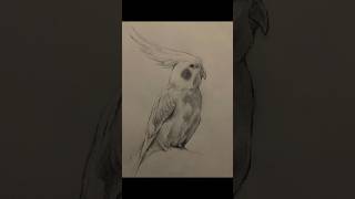 オカメインコを30分スケッチ #絵 #イラスト #お絵描き