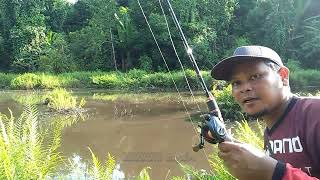 Download lagu MENEMUKAN SARANG IKAN GABUS YANG KELAPARAN || CASTING GABUS FULL STRIKE mp3 Download lagu MENEMUKAN SARANG IKAN GABUS YANG KELAPARAN || CASTING GABUS FULL STRIKE mp3