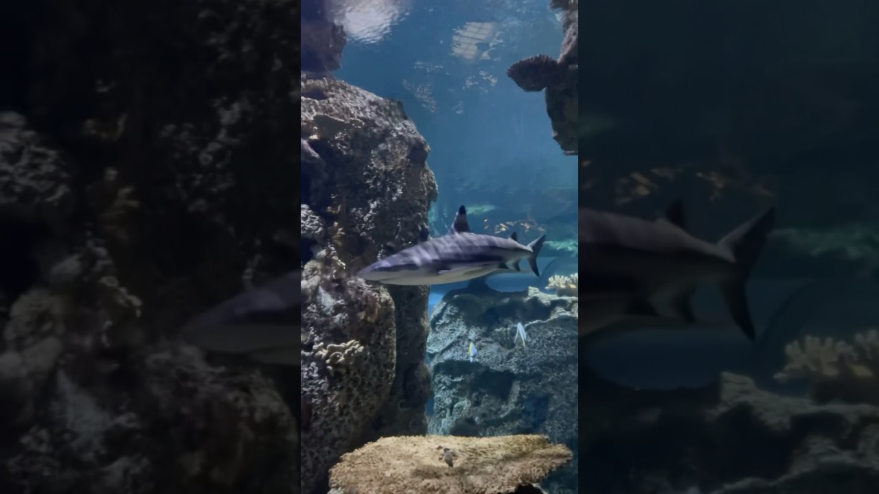 Shark Reef Aquarium - Video