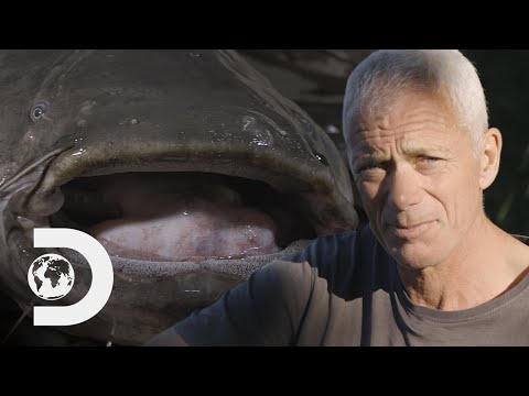 Is The Lake Garda Monster A Wels Catfish? | Jeremy Wade's Dark Waters