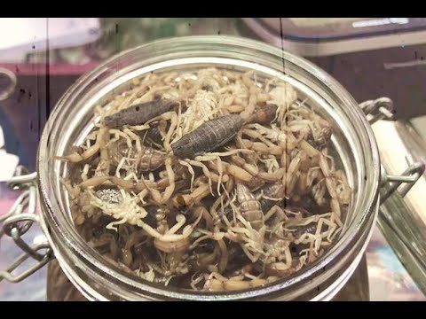 Alacraneros, el viejo oficio que mantiene a cientos de familias en Durango