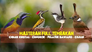 Download lagu Masteran Full Tembakan | Ciblek Kristal - Cungkok - Pelatuk Bawang - Cililin mp3