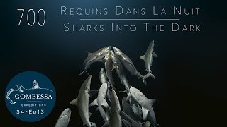 Gombessa 4 - 700 requins dans la nuit - Ep13