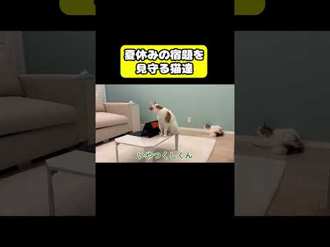 夏休みの宿題を見守る猫達　#猫 #おもしろ #アテレコ #ニャンチューバーつくし