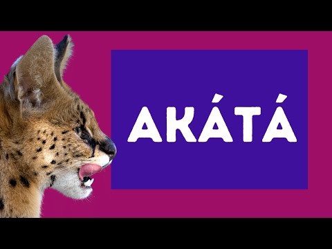 Akátá (Akata): Meaning and Usage of the Word | First Rough Attempt Video