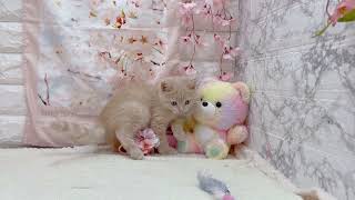 ブリティッシュショートヘアの動画01