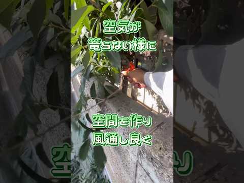灰が好きな植物は何ですか?完全なガイド  庭園