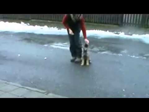 Dexter z Jukasu - first obedience - 8 weeks