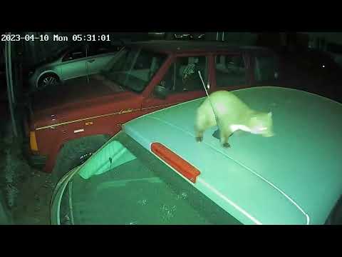 Marder lieben/markiert Autos - Martens love/marks cars (Vid4)