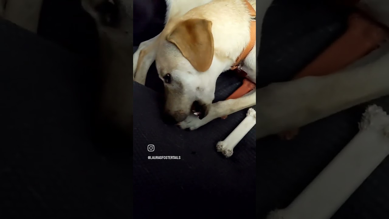 Goofy, a Adoptable mixed breed in Houston, TX video 6/6