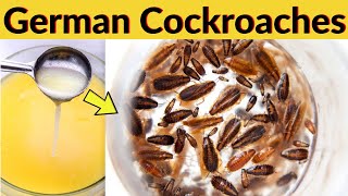 Trick to Get Rid Of German Cockroaches Fast and Forever In Kitchen Cabinets Naturally