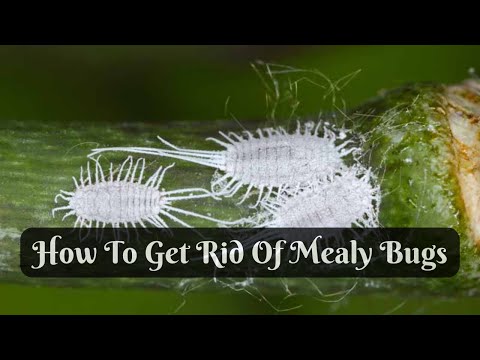 How To Get Rid Of Mealy Bugs