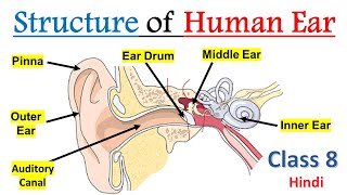 Structure of Human Ear Class 8 in Hindi | Ear structure and function in Hindi