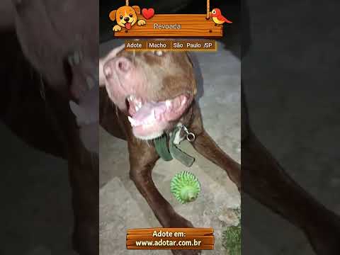 Vídeo de Revoada