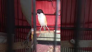 Download lagu Cendet pilis jantan gacor mp3