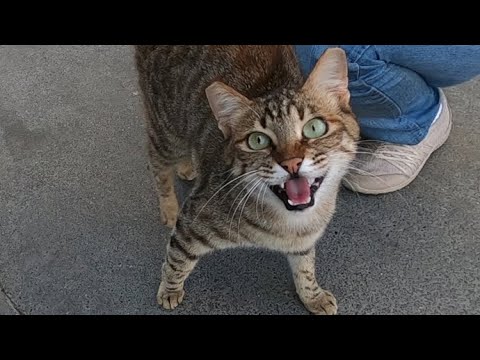 Excited cat meowing very loudly
