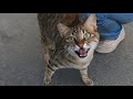 Excited Cat Meowing Very Loudly