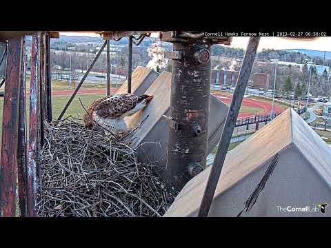 CornellHawks Alert! Arthur Makes Pre-season Nestorations | February 27, 2023