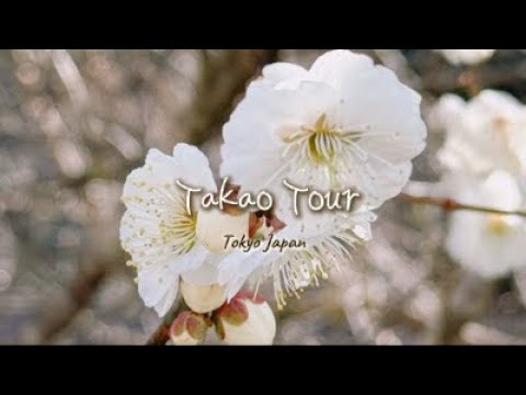 春の高尾