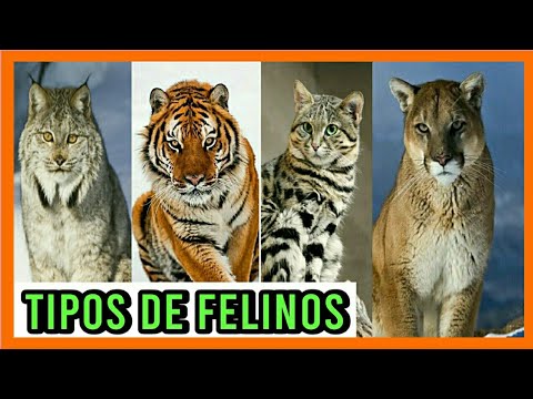TYPES OF CATS 🦁 All the Species of Cats in the World 🐈🌎 Breeds of cats 🐯
