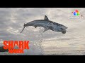 Jeff Kurr’s Favorite Shark Week Show | Air Jaws | discovery+