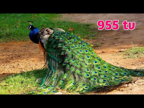 मोर नृत्य Peacock Dance in All its Glory - मोर - ا لطاووس