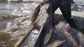 Сиговая рыбалка на амуре