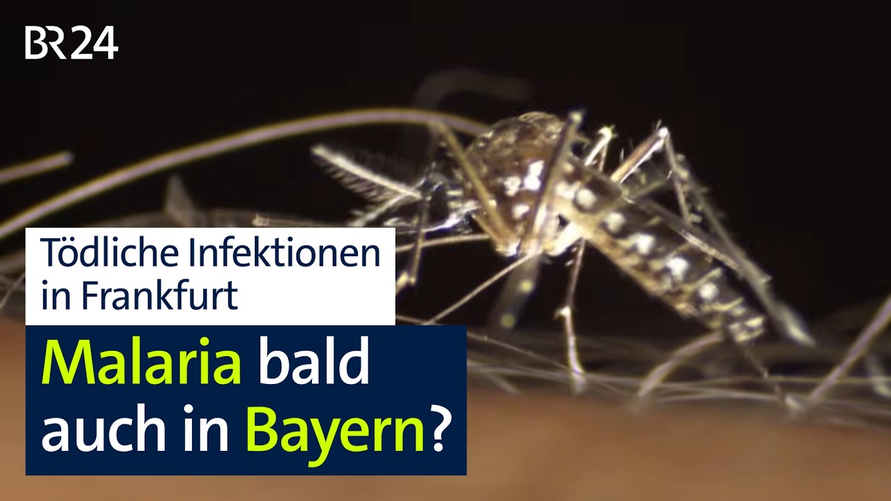 Tödliche Malaria-Fälle in Frankfurt - wie hoch ist das Risiko in Bayern? | Abendschau | BR24