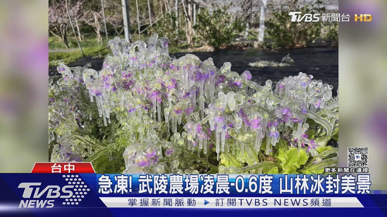 急凍負0.6度！武陵農場「冰瀑傾洩」成奇景　花朵秒變冰糖葫蘆